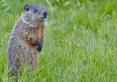 Woodchuck