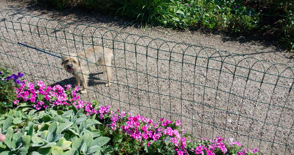 Wire fence keeps dog out of garden