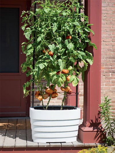 planter with tomatoes
