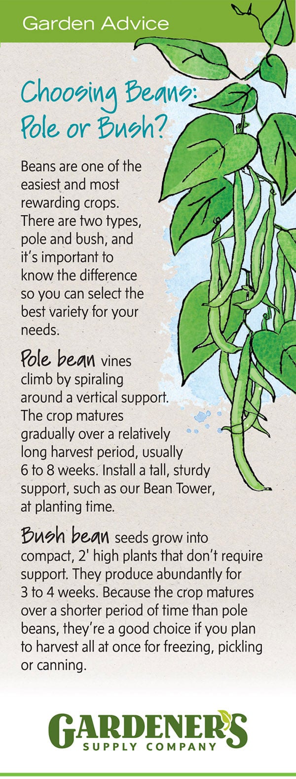 How to choose pole beans or bush beans