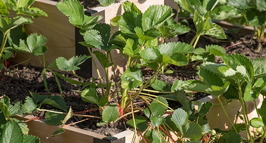 Strawberries growing in a tiered raised bed