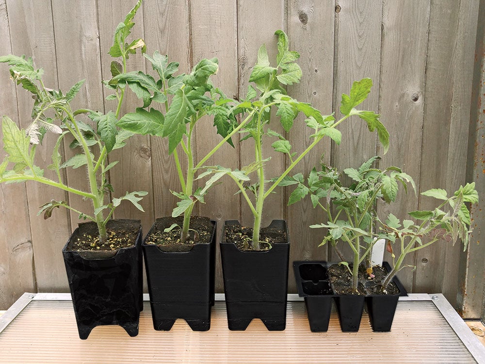 Pots for growing tomatoes from seed
