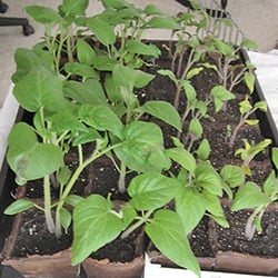 Seedlings grown in organic potting soil