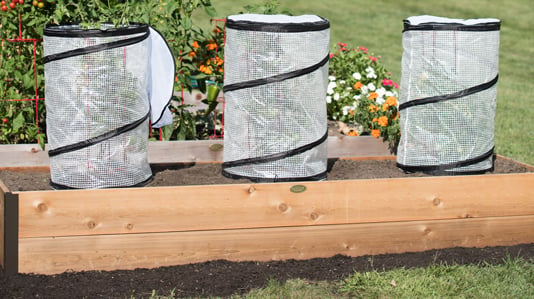 Insulating covers protect tomato seedlings from early season cold weather