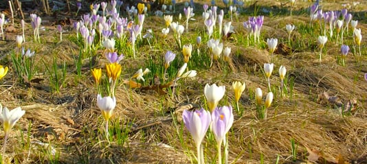 Lawn planted with crocuses