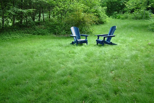 Lawn that you don't have to mow a lot