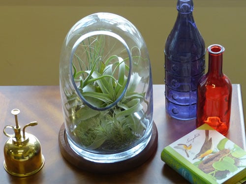 tillandsias aka air plants in a glass oval top terrarium 