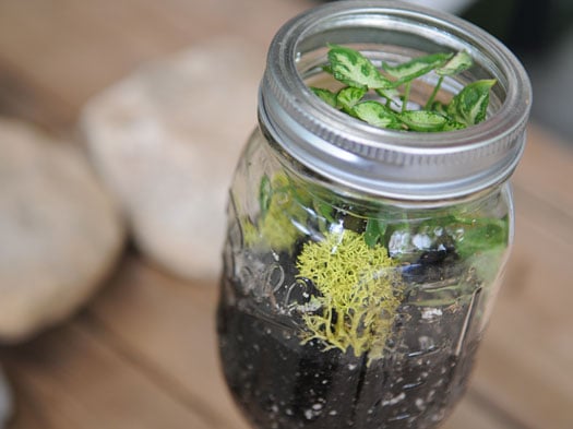 a ball canning jar terrarium 