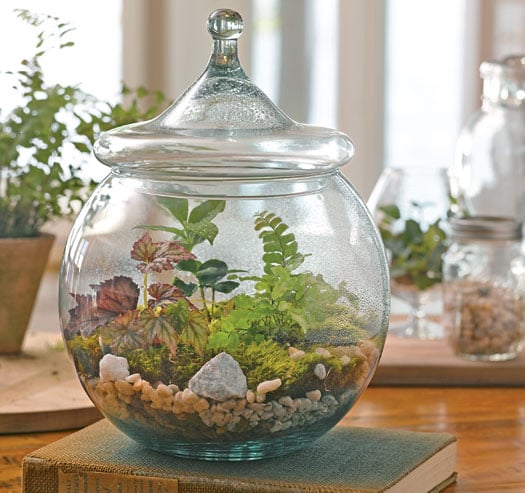terrarium kit that kincludes the glass globe with lid and all the accessories 