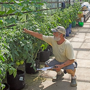 Evaluating growth rates of tomatoes