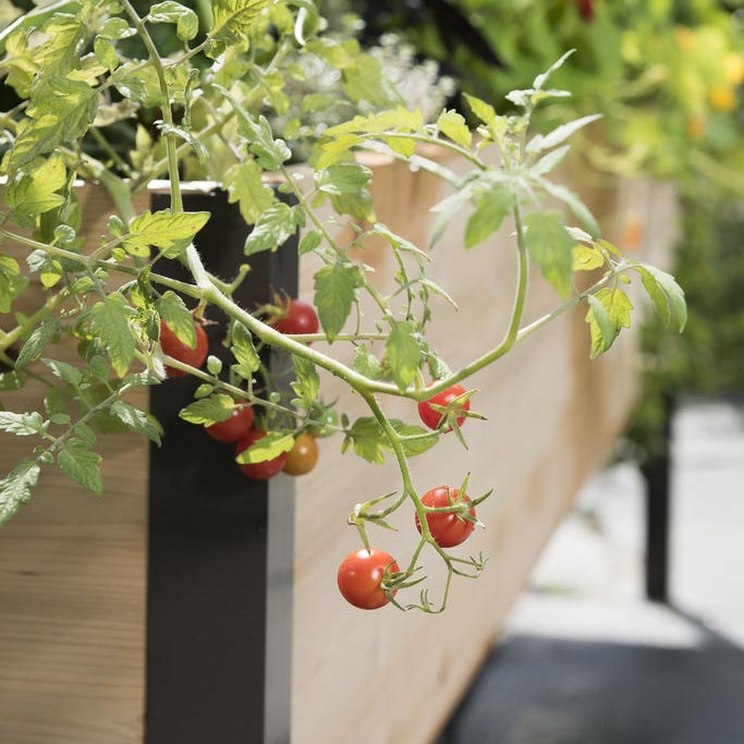 Best vegetables for compact gardens