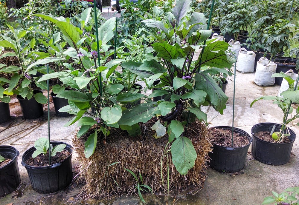 Eggplants growing in a straw bale