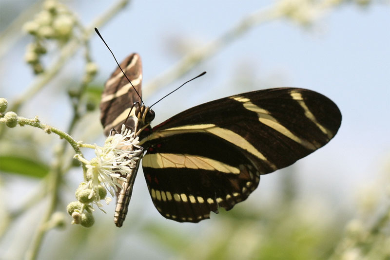 zebra heliconian butterfly