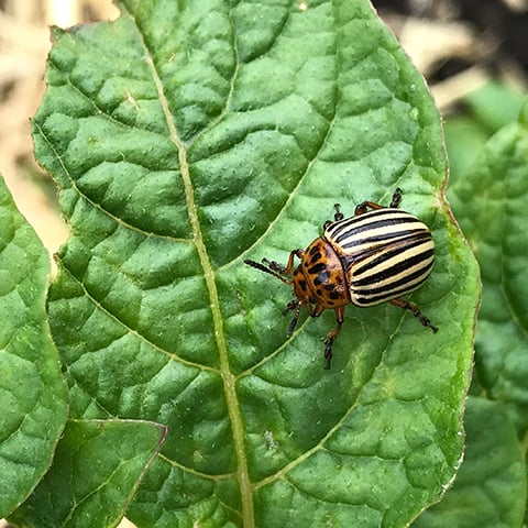 Potato Beetle Adult