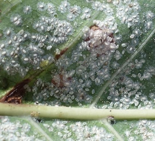 whiteflies and pupae 