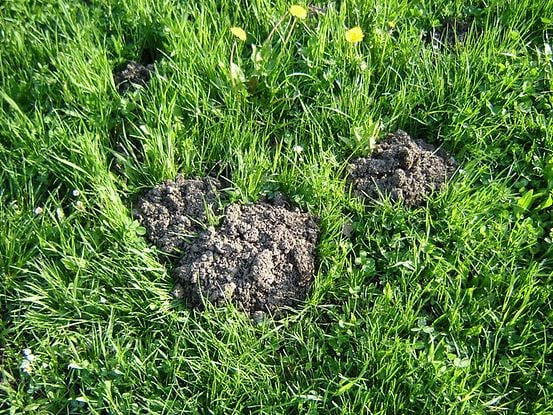 mole hills in the lawn 