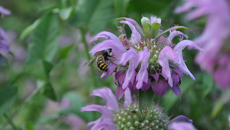 Bee balm in bloom