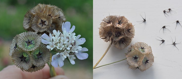 Scabiosa flower and seed pod