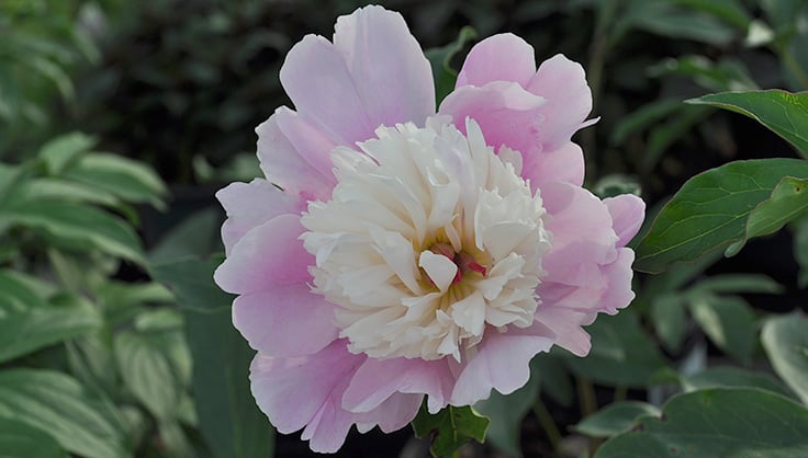 pink peony with white center