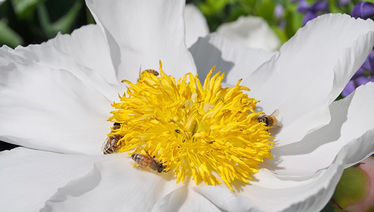 white peony with bees
