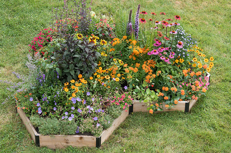 Pollinator raised bed gardens in lawn