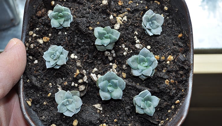 baby succulents transplanted into pot