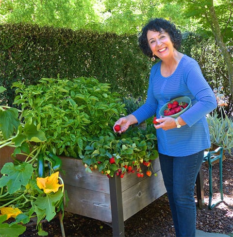 Toni Gattone harvesting from elevated bed