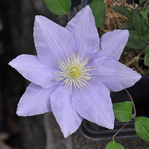 cezanne clematis