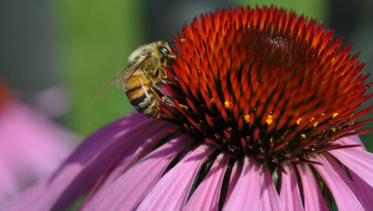 Honeybee on Echinacea Flower
