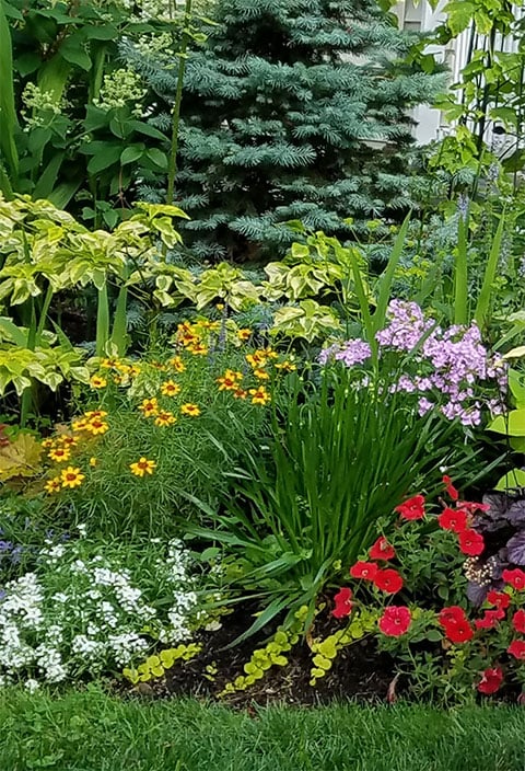 Colorful front garden
