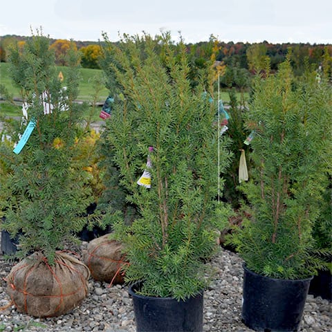 potted evergreens at garden center