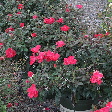 potted roses at garden center