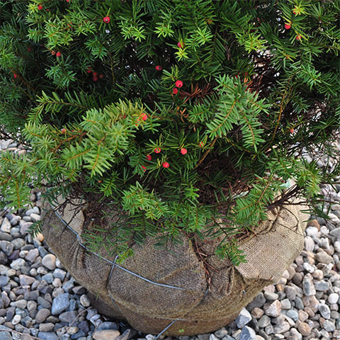 balled-and-burlapped yew at garden center
