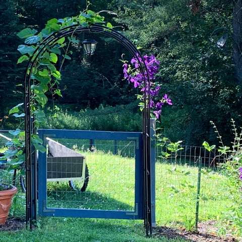 Suzanne's Entrance into garden with Clematis