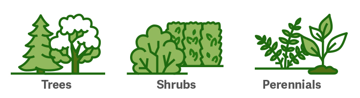  Infographic of Trees, shrubs, and perennials