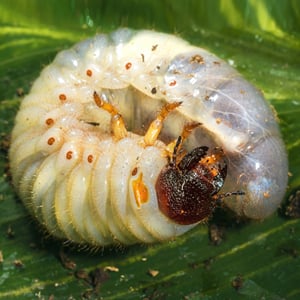 Japanese beetle grub larva