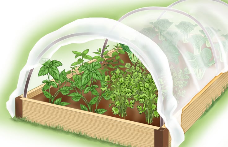 illustration of raised bed with herbs covered with fabric for protection