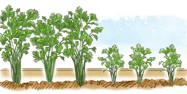 illustration of planting herbs in succession