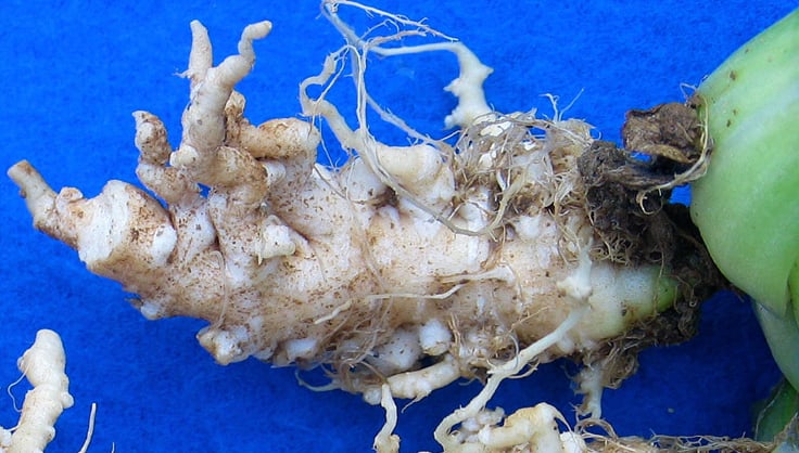 Close up of clubroot