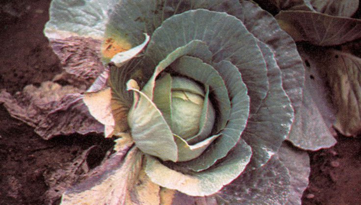 Fusarium Wilt on Cabbage