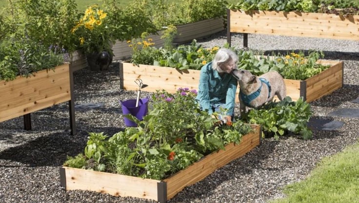 a woman and her dog tending to raised garden beds full of vegetables