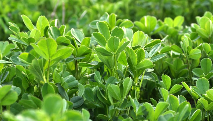 Alfalfa cover crop