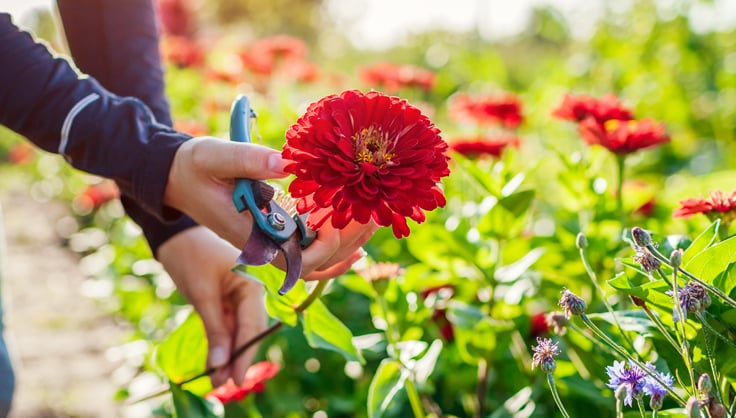 Zinnias have a long vase life, making them excellent cut flowers.