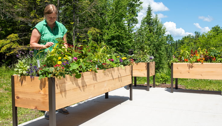  A woman standing behind an elevated raised bed filled with flowers