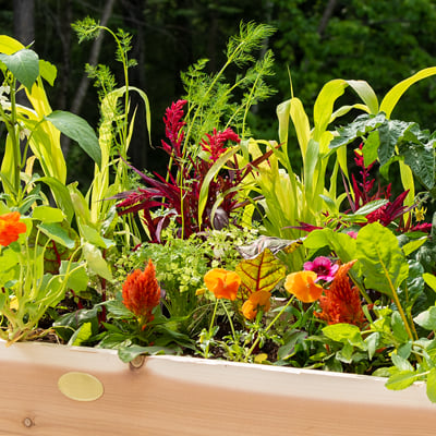  A close up of plants and flowers in a raised bed