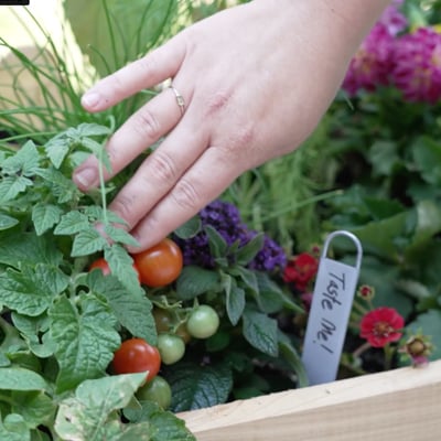  A woman push back a plant to reveal cherry tomatoes