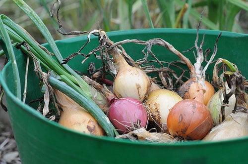Onions in trug