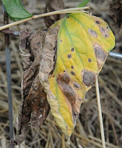 Early blight on tomato leaf