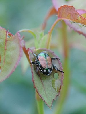 Japanese beetle on rose bush leaf