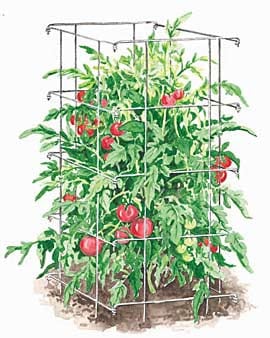 Tomato cage